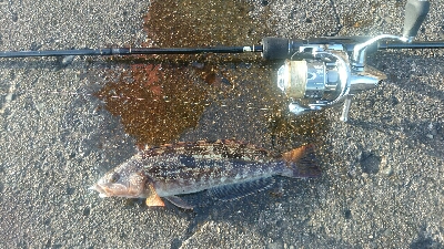 ライトゲームパラダイス