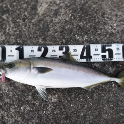 久しぶりの青物