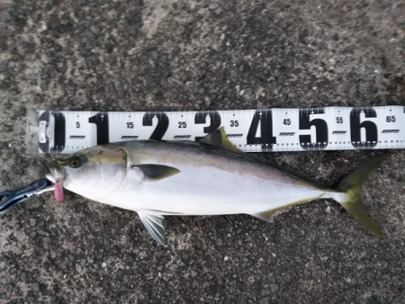 久しぶりの青物