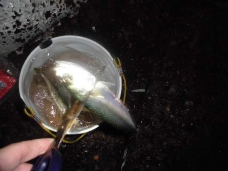 サバ３０匹位　アジ３０匹位