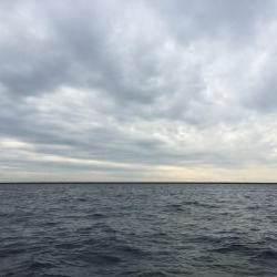 タチウオ高活性