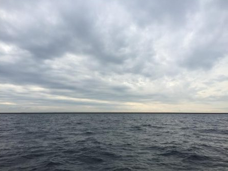 タチウオ高活性