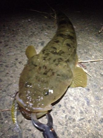 紀ノ川へシーバスリベンジ！