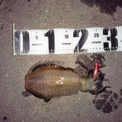 晩秋アオリイカ