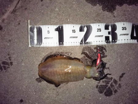 晩秋アオリイカ