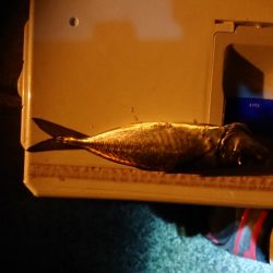 アジング&エギング&グレ釣り