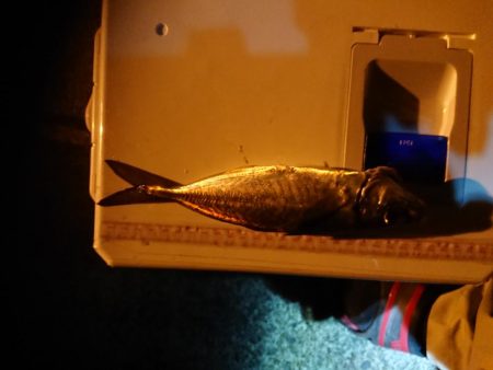 アジング&エギング&グレ釣り