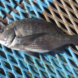 オリジナルメーカー海づり公園(市原市海づり施設) 釣果