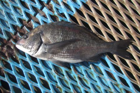 オリジナルメーカー海づり公園(市原市海づり施設) 釣果