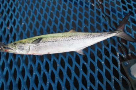 オリジナルメーカー海づり公園(市原市海づり施設) 釣果