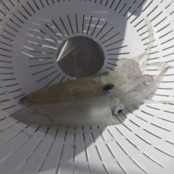 オリジナルメーカー海づり公園(市原市海づり施設) 釣果