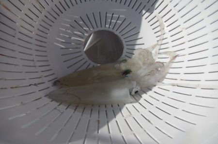 オリジナルメーカー海づり公園(市原市海づり施設) 釣果