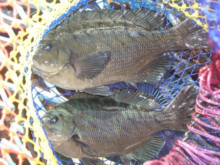 オリジナルメーカー海づり公園(市原市海づり…