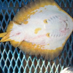 オリジナルメーカー海づり公園(市原市海づり施設) 釣果