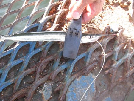 オリジナルメーカー海づり公園(市原市海づり施設) 釣果