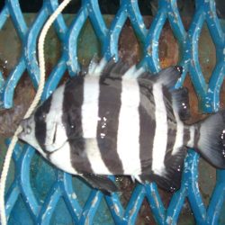 オリジナルメーカー海づり公園(市原市海づり施設) 釣果