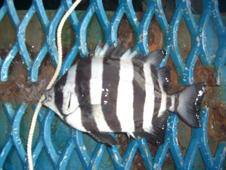 オリジナルメーカー海づり公園(市原市海づり施設) 釣果