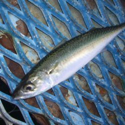 オリジナルメーカー海づり公園(市原市海づり施設) 釣果