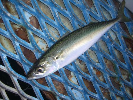 オリジナルメーカー海づり公園(市原市海づり施設) 釣果