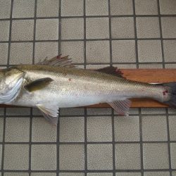 オリジナルメーカー海づり公園(市原市海づり施設) 釣果