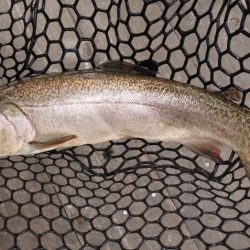 フィッシングレイクたかみや 釣果