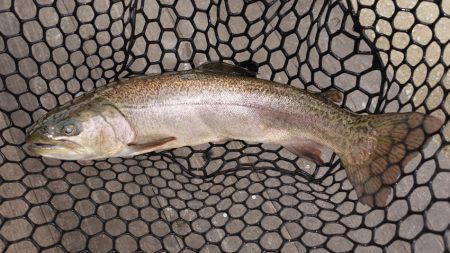 フィッシングレイクたかみや 釣果