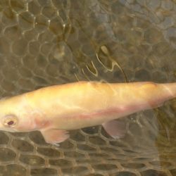 フィッシングレイクたかみや 釣果