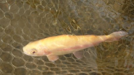 フィッシングレイクたかみや 釣果