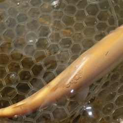 フィッシングレイクたかみや 釣果