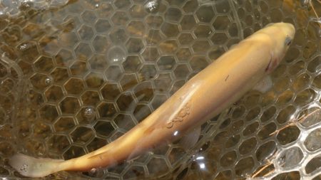 フィッシングレイクたかみや 釣果