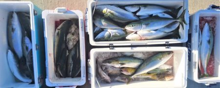 気仙沼　つり丸 釣果