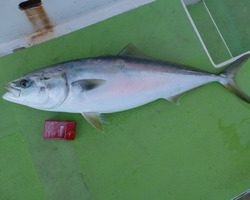 久里浜黒川本家 釣果