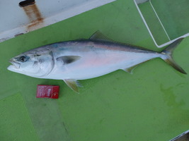 久里浜黒川本家 釣果