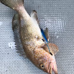 Blue.win 海人丸 釣果