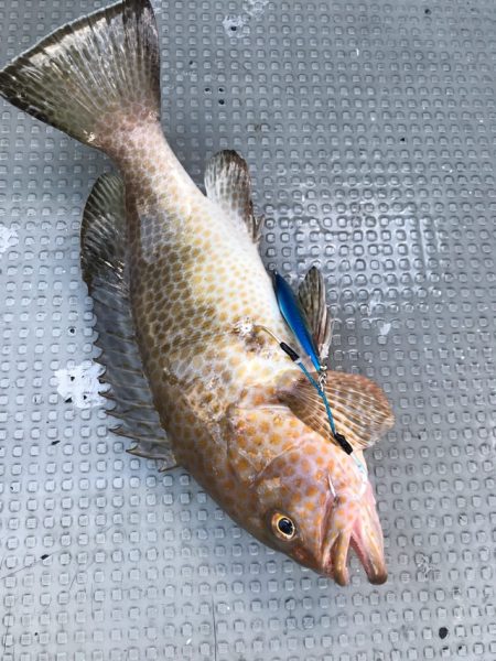 Blue.win 海人丸 釣果