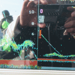 遊漁船ブルーウッズ 釣果