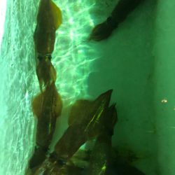 あみや渡船 JIGBOY 釣果