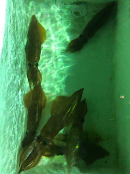 あみや渡船 JIGBOY 釣果