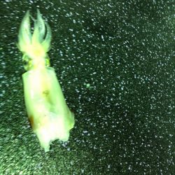 あみや渡船 JIGBOY 釣果