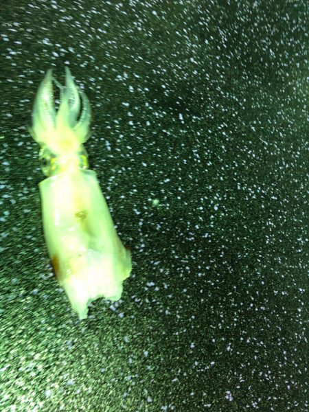 あみや渡船 JIGBOY 釣果