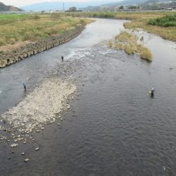 狩野川(狩野川漁業協同組合) 釣果