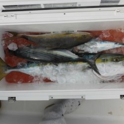 開進丸 釣果