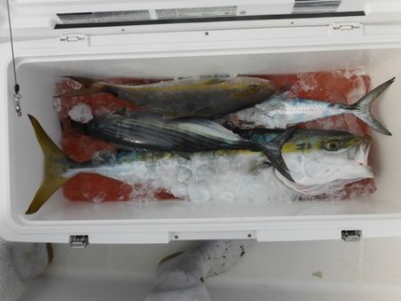 開進丸 釣果