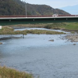 狩野川(狩野川漁業協同組合) 釣果