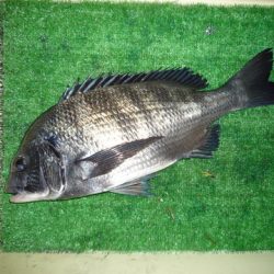 海山フィッシングセンター 釣果