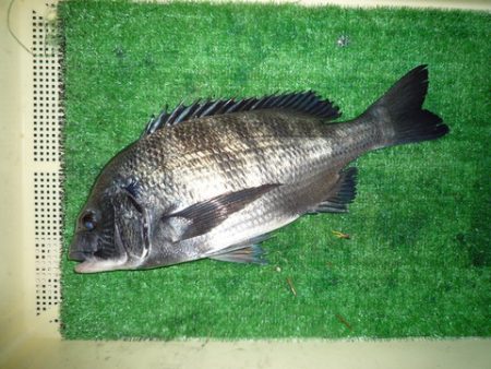 海山フィッシングセンター 釣果