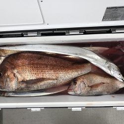 sea boss　シーボス 釣果