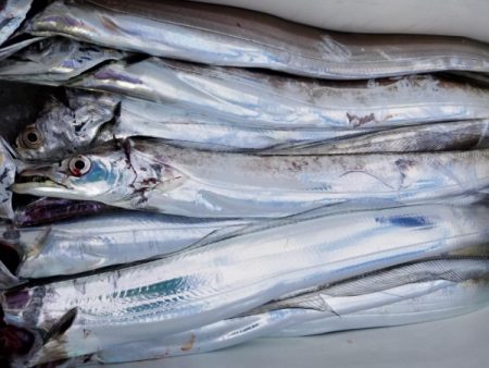 オーフリー 釣果