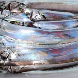 松本釣船2 釣果