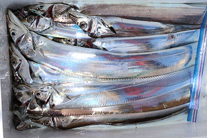 松本釣船2 釣果